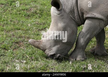 Herrliche Nashorn grasen auf den Gras bedeckten Feldern in der Wald Stockfoto