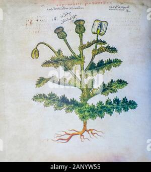Hand gezeichnet Schlafmohn (Papaver somniferum) aus einer byzantinischen Manuskript Aniciae Julianae Codex Ca. 512. Stockfoto
