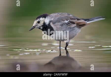 Adulter Weißer Wagtail durchläuft auf der Suche nach Insekten oder etwas Nahrung grünes Wasser Stockfoto