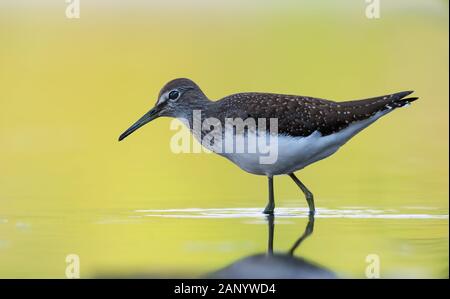 Grüner Sandpiper steht für posieren in hellgelbem Wasser eines kleinen Pools Stockfoto