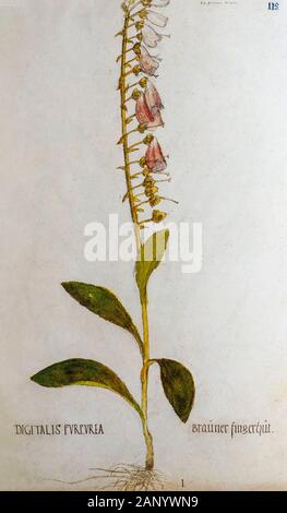 Hand alte Botanische Illustration eines Digitalis purpurea (roter Fingerhut) Pflanze, veröffentlicht C 1550 gezeichnet Stockfoto