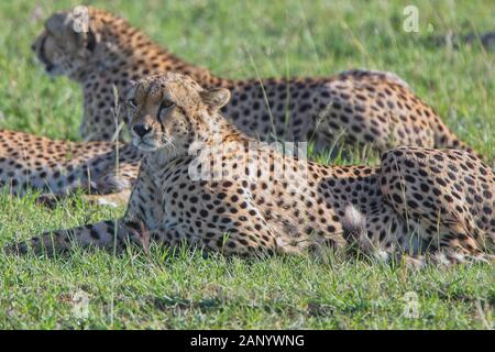 Gepard, (Acinonyx jubatus), Männer in Ruhe, Masai Mara, Kenia. Stockfoto