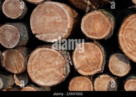 Pine Tree Protokolle haufen Hintergrund oder Textur Stockfoto