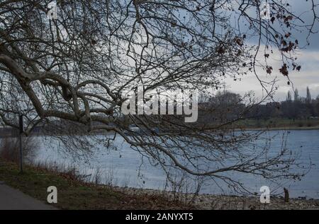 Zweige in einem Park Stockfoto
