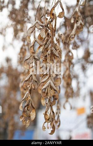 Makroaufnahme Nahaufnahme eines Winter Blume Stockfoto