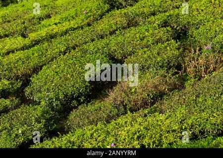 Detail der Tee Plantage in der Nähe von Suhl in Kerala, Südindien an einem sonnigen Tag Stockfoto