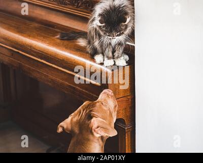 Cute Puppy und liebenswerte Katze. Nahaufnahme Stockfoto