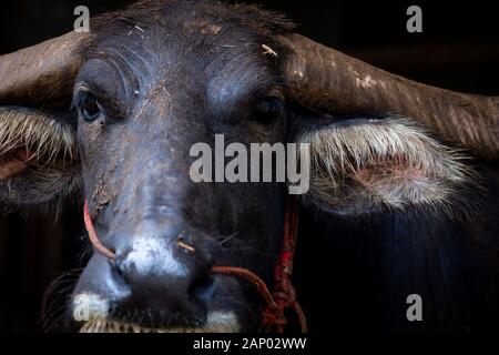 Sumpf Büffel in Thailand für Arbeiten in der Landwirtschaft und büffelfleisch Industrie. Inländische Wasserbüffel in Südostasien. Haustier für Bodenbearbeitung Stockfoto