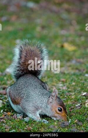 Graues Gleithörnchen in einem Baum im New Forest Hampshire UK Stockfoto