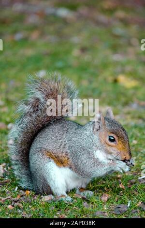 Graues Gleithörnchen in einem Baum im New Forest Hampshire UK Stockfoto