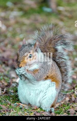 Graues Gleithörnchen in einem Baum im New Forest Hampshire UK Stockfoto