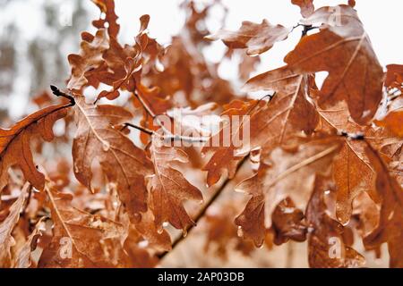 Moody in der Nähe von nassen getrocknet Eichenlaub im Januar in den Wald an einem warmen und regnerischen Wintertag in Bayern, Deutschland Stockfoto