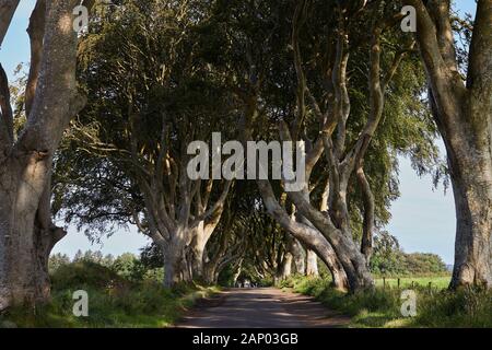 The Dark Hedges in County Antrim, Nordirland. Wird als Filmstandort in Game of Thrones als King's Road verwendet. Stockfoto