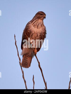 Gemeinsamer Bussardvogel (Buteo Buteo) auf einem Baum Stockfoto