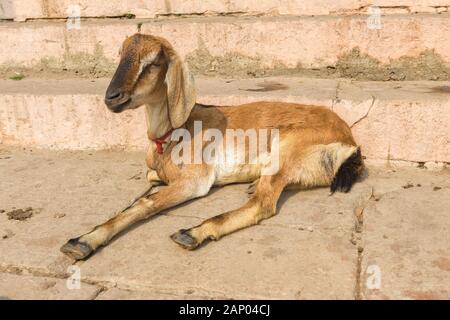 Ziege schlafen auf Treppen, Varanasi, Uttar Pradesh, Indien Stockfoto