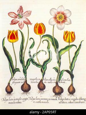 Von Hand bemalt Kupferstich verschiedener Tulpen aus Hortus Eystettensis ein Codex von Basilius Besler im Jahr 1613 Der Garten des Bischofs von E Stockfoto