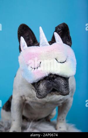 Lustige französische Bulldogge mit Unicorn Schlafbrille auf blauem Hintergrund Stockfoto