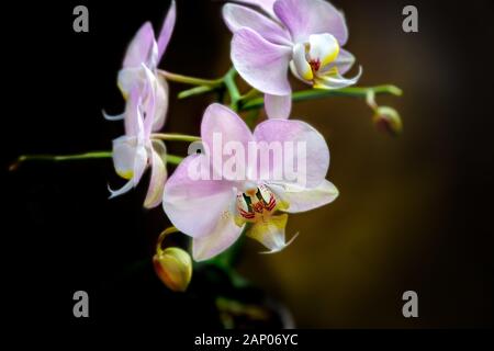 Rosa und Weiß Phalaenopsis Orchid, Nahaufnahme Stockfoto
