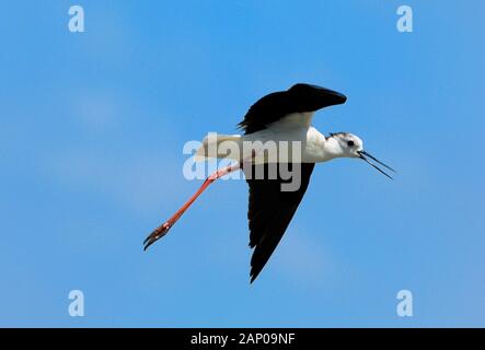 Black-Winged Stelzenläufer, Himantopus himantopus, Fliegen oder im Flug Camargue Naturschutzgebiet Provence Frankreich Stockfoto