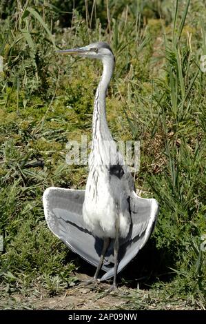 Graureiher Ardea cinerea, Anzeigen oder Trocknen Flügel in der Camargue Provence Frankreich Stockfoto