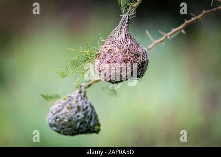 Nahaufnahme eines kunstvoll geflochtenen Weaver Vogelnest, hängen an einen kleinen Zweig Stockfoto
