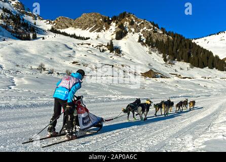 Musher und seinem hundeschlitten Team auf der Sommand Plateau, Hundeschlittenrennen La Grande Odyssee Savoie Mont Blanc, Praz de Lys Sommand, Haute-Savoie, Frankreich Stockfoto