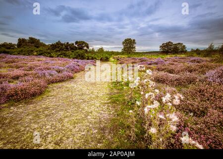 Heather blühen auf Dunwich Heath. Stockfoto