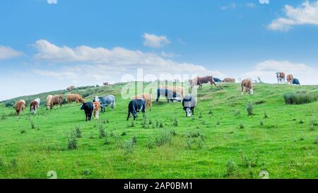 Eine gemischte Herde Rinder weiden. Stockfoto