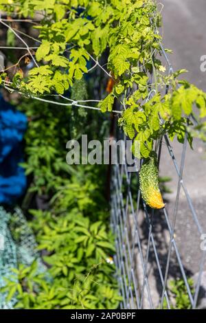 Goya (Momordica charantia) zunehmend durch einen Zaun in Okinawa, Japan Stockfoto