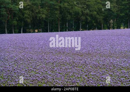 Ein Feld von Lacy Phacelia, die als Bodenbedeckende Kultur oder grün Dung und für Bestäuber gewachsen ist. Stockfoto