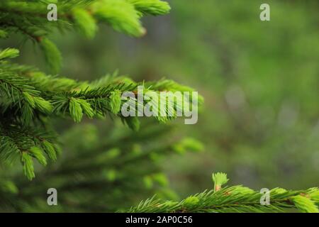 Frische grüne Tannenzweige schließen sich an Stockfoto