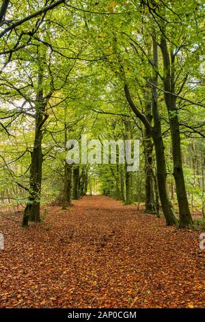 Fußweg durch die herbstlichen Buche in Monmouthshire in Wales. Stockfoto