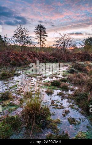 Sonnenaufgang über Managed Heide in Monmouthshire in South Wales. Stockfoto