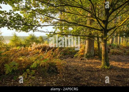 Bäume und Adlerfarn auf Cleddon Nature Reserve in der Nähe von Trellech bog in Wales. Stockfoto