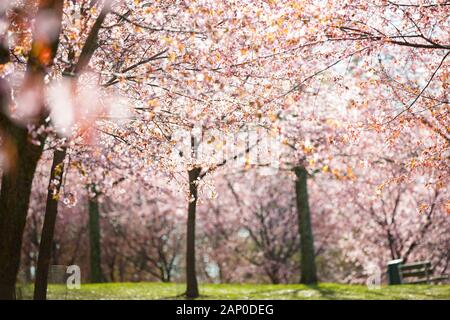 Schöner Stadtpark mit blühenden Kirschbäumen. Äste mit rosafarbenen Blumen am sonnigen Tag. Helsinki, Finnland Stockfoto