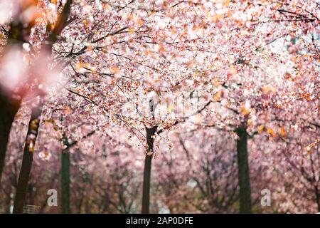 Schöner Stadtpark mit blühenden Kirschbäumen. Äste mit rosafarbenen Blumen am sonnigen Tag. Helsinki, Finnland