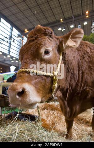 Nahaufnahme einer Kuh auf dem Salon der l'Agriculture (Landwirtschaft zeigen) in Paris, Frankreich im Frühling Stockfoto