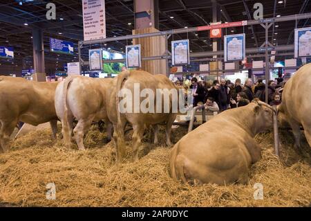 Besucher bewundern die Kühe auf dem Salon der l'Agriculture (Landwirtschaft zeigen) in Paris, Frankreich Stockfoto