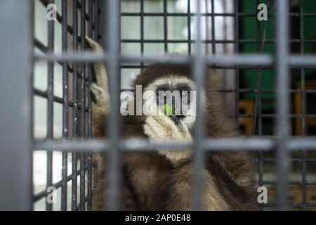 Lhokseumawe, Aceh, Indonesien. 20 Jan, 2020. Die weiße Hand Gibbon bedrohte Primaten in den Käfig nach der Übernahme durch ein Bewohner auf den Schutz natürlicher Ressourcen Agentur (Bksda) in Lhokseumawe, Provinz Aceh. Weiß übergeben - übergeben Gibbons sind Primaten, die weiterhin von der Löschung wegen Wilderei geschützt werden. Credit: zikri Maulana/SOPA Images/ZUMA Draht/Alamy leben Nachrichten Stockfoto