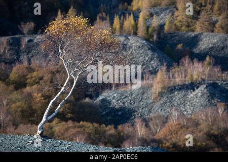 Hodge Schließen Birke #1 Stockfoto