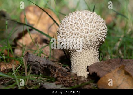 Gemeiner Puffball (Lycoperdon perlatum) auf der Rasenwiese Stockfoto