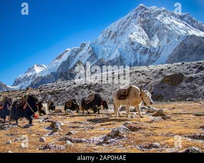 Yak-Herde, die in den Himalaya-Bergen Nepals wandern und tragen Stockfoto