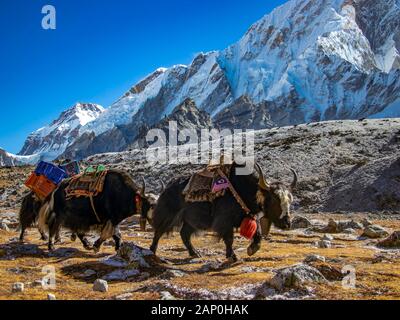 Yak-Herde, die in den Himalaya-Bergen Nepals wandern und tragen Stockfoto