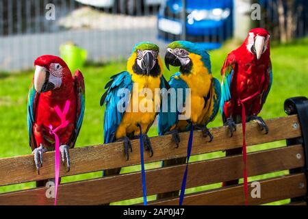 Blau und Gold Aras und Hellrote Aras zusammen auf einer Bank im sonnigen Wetter thront. Stockfoto