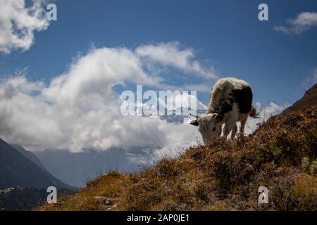 Wilde Kuh, die Gras im Himalaya-Gebiet in Nepal isst Stockfoto