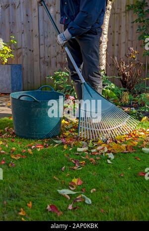 Mann Sammeln von Laub im Garten im Herbst. Stockfoto