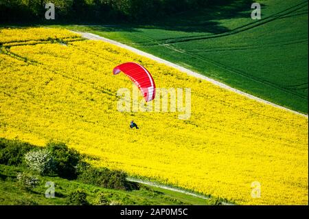 Gleitschirm pilot flying low über eine Gelbe Raps Feld. Stockfoto
