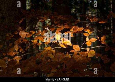 Sonnenstrahlen durch den Wald, die gelbe Blätter im frühen Herbst beleuchten Stockfoto