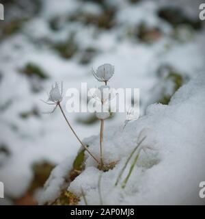 Eine heitere Winterszene mit getrockneten Pflanzen, die mit frischem Schnee bedeckt sind, deren Spitzen sanft mit weiß bestäubt sind. Stockfoto