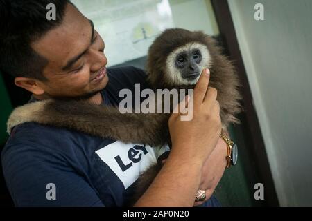 Ein Bewohner umarmt die weisse Hand Gibbon bedrohte Primaten, bevor Sie auf den Schutz natürlicher Ressourcen Agentur (Bksda) in Lhokseumawe, Provinz Aceh. Weiß übergeben - übergeben Gibbons sind Primaten, die weiterhin von der Löschung wegen Wilderei geschützt werden. Stockfoto